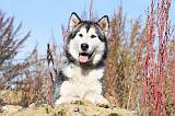ALASKAN MALAMUTE 049